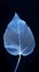 Blue frost enchantment Single syringa leaf, frozen and isolated beautifully