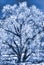 Blue frost tree with encrusted with ice and snow,  limbs and branches - wintery peaceful scene