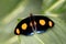 Blue-frosted banner butterfly