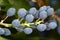 The blue fruits of a holly, Ilex aquifolium