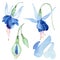 Blue fuchsia botanical flower. Watercolour drawing fashion aquarelle isolated. Isolated fuchsia illustration element.