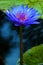 Blue-Fuchsia Water Lily