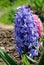 Blue Garden or Dutch hyacinth