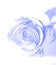 Blue gauzy rose