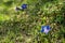 Blue gentian in alpine field