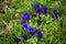 Blue gentian blossoms on a green meadow