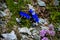 Blue gentian blossoms between rocks and green moss