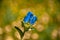 Blue Gentian flower with bokeh lights
