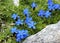 Blue gentian in the mountains