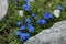 Blue gentian in the mountains