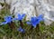 Blue gentian in nature