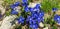 Blue gentiana flowers grow near the white stones