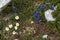 Blue gentians Gentiana acaulis and alpine pasqueflower Pulsatilla alpina on the meadows of Malbun, Liechtenstein