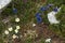 Blue gentians Gentiana acaulis and alpine pasqueflower Pulsatilla alpina on the meadows of Malbun, Liechtenstein