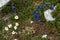Blue gentians Gentiana acaulis and alpine pasqueflower Pulsatilla alpina on the meadows of Malbun, Liechtenstein