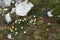 Blue gentians,yellow kidney vetch and alpine pasqueflower Pulsatilla alpina on the meadows of Malbun, Liechtenstein