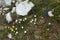 Blue gentians,yellow kidney vetch and alpine pasqueflower Pulsatilla alpina on the meadows of Malbun, Liechtenstein