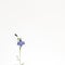 Blue gentle bellflower on the white background. Soft, airy, elegant artistic image