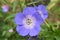 Blue Geranium