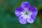 Blue Geranium or Cranesbill flower