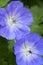 Blue Geranium flowers