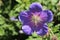 Blue `Geranium Gravetye` flower - Geranium Himalayense Gravetye