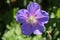 Blue `Geranium Gravetye` flower - Geranium Himalayense Gravetye