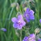 Blue Geranium pratense flower. Geranium pratense known as the meadow crane`s-bill or meadow geranium