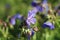 Blue Geranium pratense flower. Geranium pratense known as the meadow crane`s-bill or meadow geranium