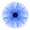 Blue gerbera flower