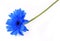 Blue gerbera flower on white