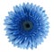 Blue gerbera flower on a white isolated background with clipping path. Closeup. For design.