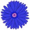 Blue gerbera. Vector illustration. Drawing by hand.