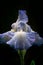Blue German bearded iris, dance after rain