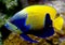 Blue girdled angelfish 4