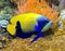 Blue girdled angelfish 5