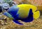 Blue girdled angelfish 6