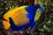 blue-girdled angelfish fish