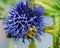 Blue globe thistle bumble bee