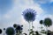 The blue globe thistle fully blooming in the summertime