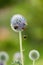 Blue Globe Thistle plant being pollinated by bumble bees in summer against a nature background. Spring wildflower