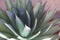 A blue glow agave plant