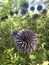 Blue Glow Globe Thistle Echinops bannaticus `Blue Glow`