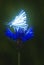 Blue glowing butterfly. Neon butterfly on the flower(cornflower