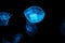 Blue glowing jellyfish swam in the sea