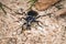 Blue gold green violet shiny large ground beetle with long legs and antennae shimmers in the summer sun runs over sawdust, Germany