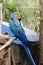 Blue and Gold Macaw