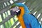 Blue and Gold Macaw