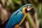 Blue and gold macaw bird Ara ararauna