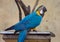 Blue gold macaw bird in an enclosure at a bird sanctuary in India.